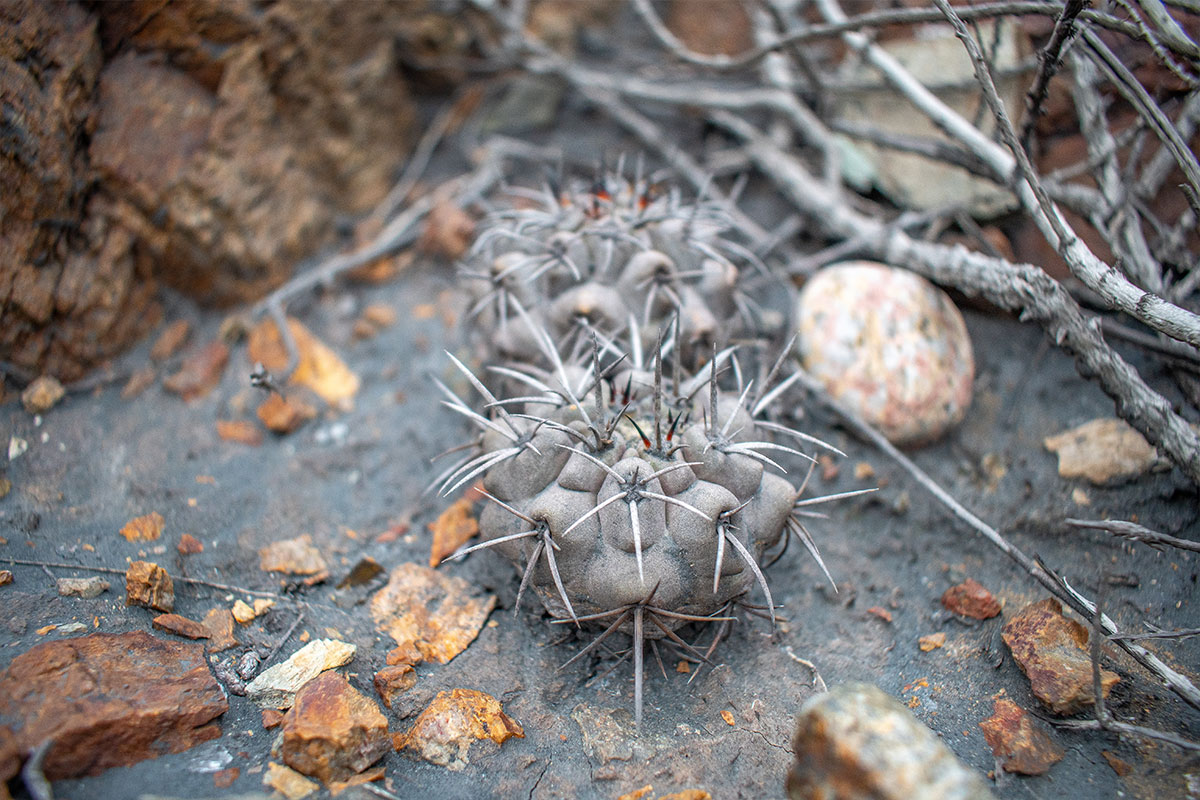 Copiapoa fiedleriana: Copiapoa fiedleriana especie endémica en extinción, sobreviviendo bajo sedimentos depositados por caída de material desde las chimeneas de los Hornos de CAP Minería. - Sector Concheria, Aledaño a la población PLAN #45 Huasco