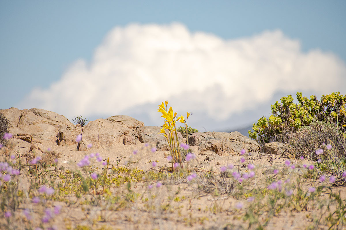 Desierto Florido: Desierto Florido del Huasco, Añañuca Amarilla (Zephyranthes bagnoldii) - Dunas Cerro Centinela / Huasco