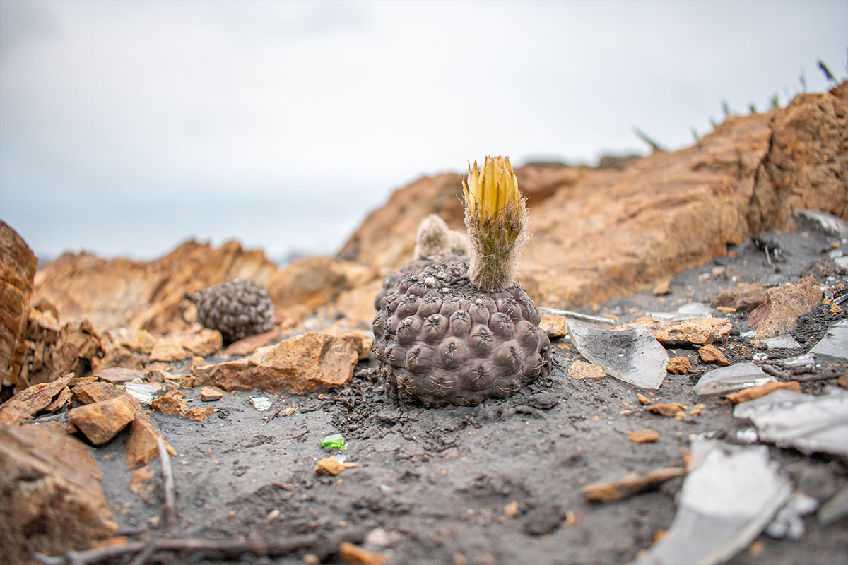 Eriosyce Napina: Eriosyce Napina, especie endémica en peligro sobreviviendo en material sedimentado de las emisiones de los hornos de CAP Minería. - Sector Concheria / Huasco